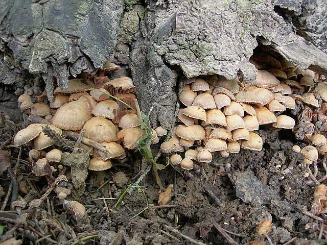 Tubaria conspersa    (Pers.)    Fayod